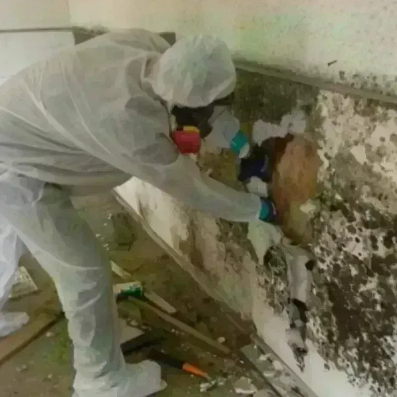 Mold Remediation and Removal in West Newbury, MA